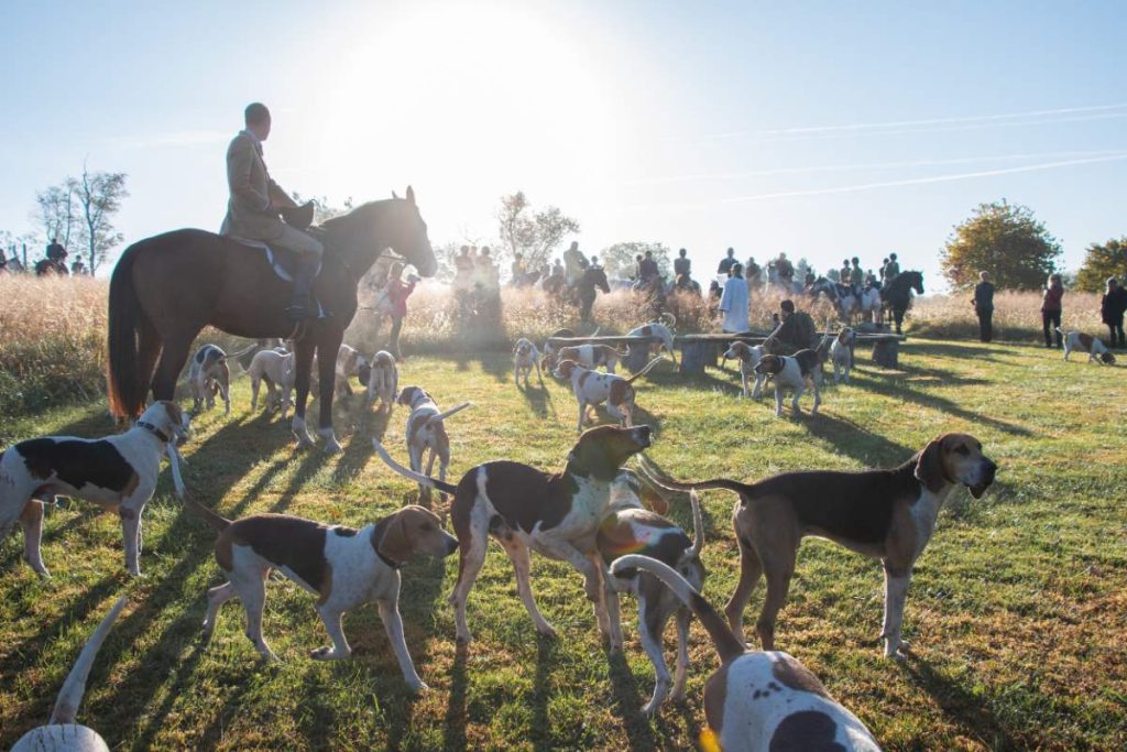 Blessing of the Hounds sun shining in on riders, hounds and horses