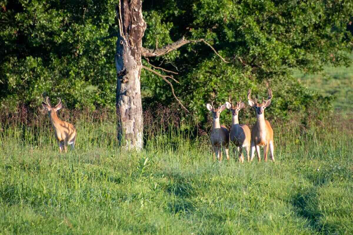 group of bucks with antlers staring at camera in a field near a tree