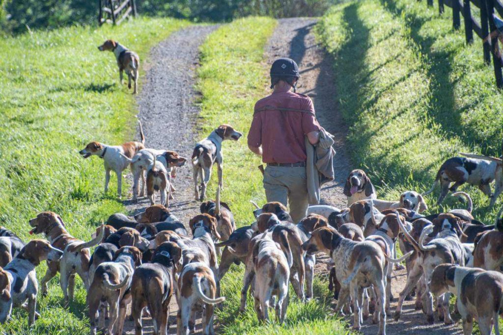 man walking on foot with pack of foxhounds