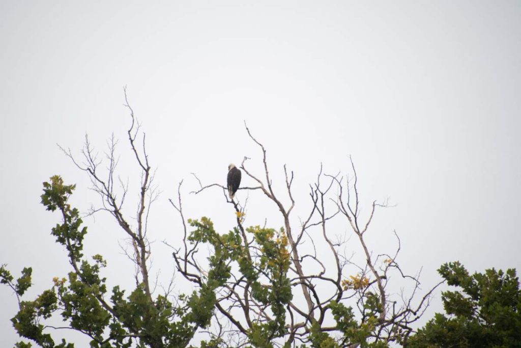 eagle perched on top of a tree