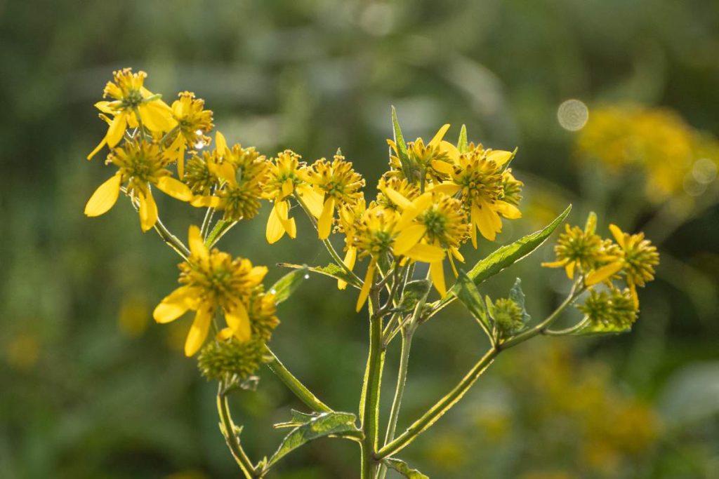 yellow flowers closeup