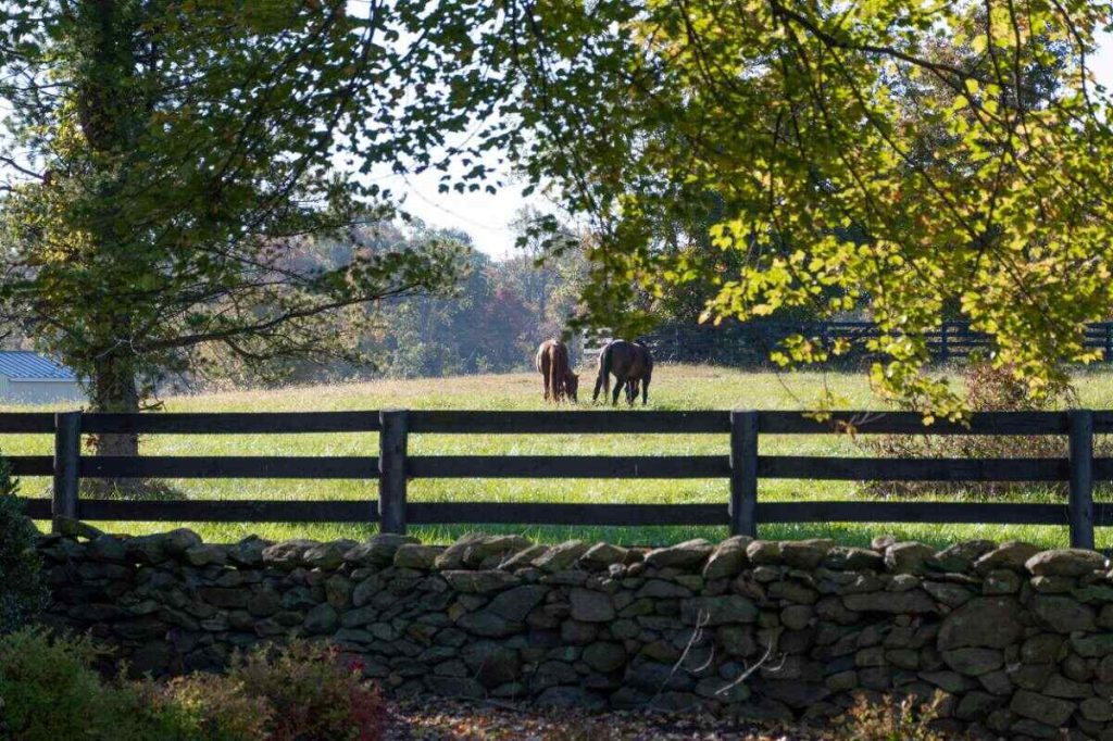 horses in a pasture behind fence and stone wall
