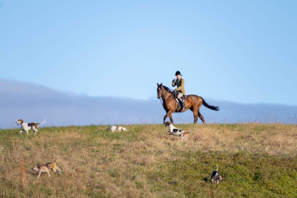 huntsman in ratcatcher attire on top of hill blowing horn for hounds