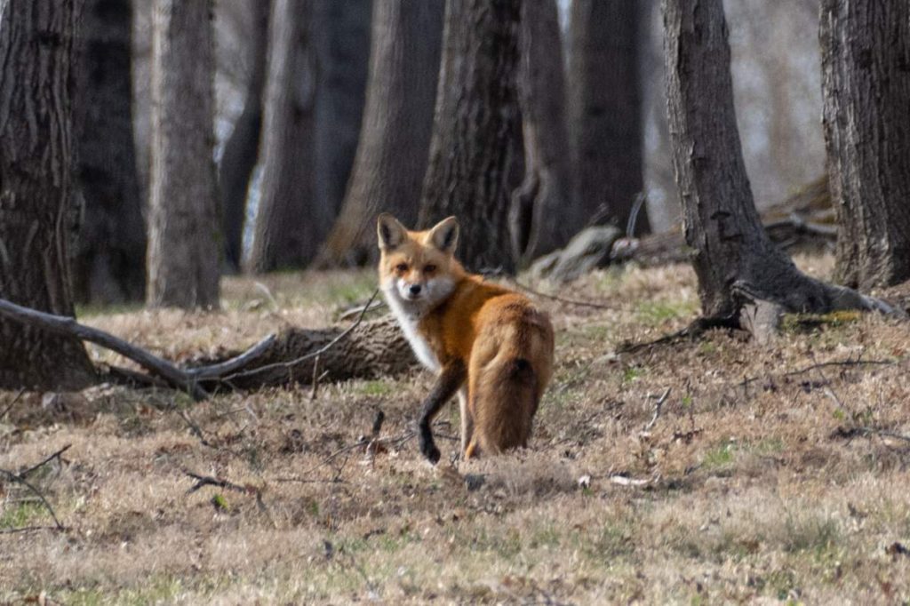 fox going into woods looking back