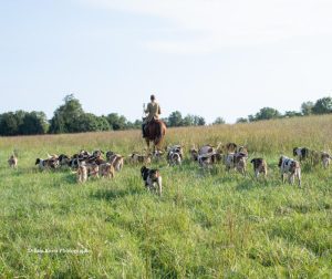 huntsman and hounds going through open field